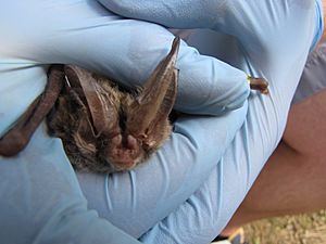 Rafinesque's big-eared bat.JPG