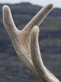 Red deer stag velvet