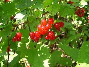 Ribes rubrum fruit Luc Viatour