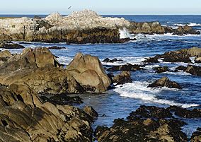 Rocks at the Asilomar State Beach.jpg