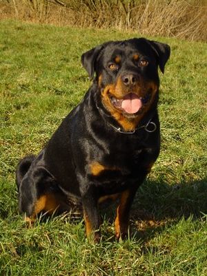 Rottweiler3.jpg