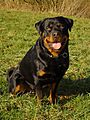 Rottweiler3