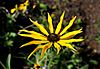 Rudbeckia missouriensis 03.JPG