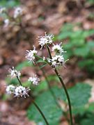 Sanicula europaea 02