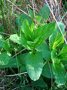 Scrophularia umbrosa