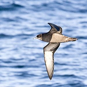 Short-tailed Shearwater