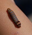 Smoke Hole - Caterpillar