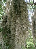 Spanish-Moss