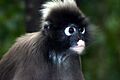 Spectacled langur