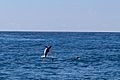 Spinner dolphins Kauai Hawaii (31339186057)