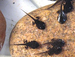 Spring Peeper tadpoles