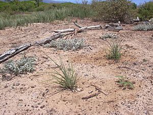 Starr 040613-0065 Cyperus javanicus