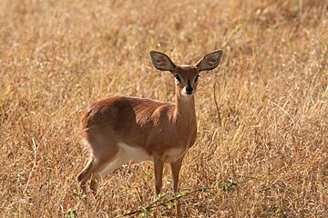 Steenbok female