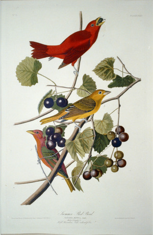 Summer Tanager