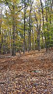 Swartswood State Park hardwood grove