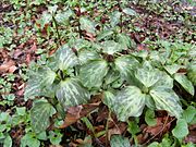 TrilliumRecurvatum