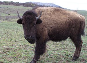 WMWR Buffalo