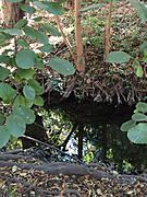 White Alder in Permanente Creek Oct. 8, 2016