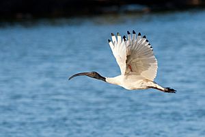 White Ibis June09 03