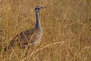 White bellied bustard