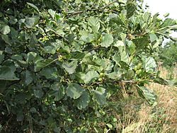 Alnus glutinosa.jpg