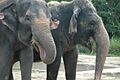 Asian Elephants