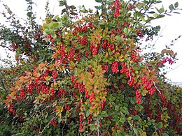 Berberis vulgaris 