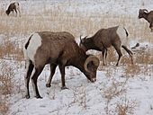 BighornSheepInYNP