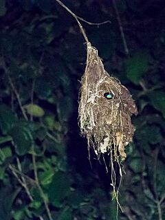 Black-and-red Broadbill at Nest (14840031750)