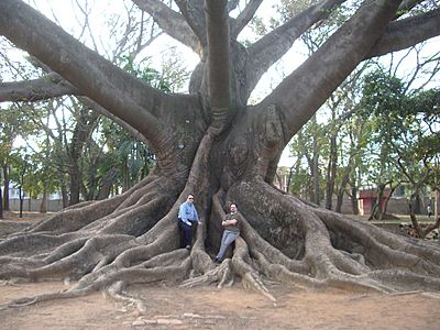 Bombax LalBagh