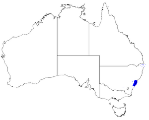 Boronia serrulata DistMap110.png