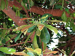 Buchanania arborescens Kewarra 4166.jpg