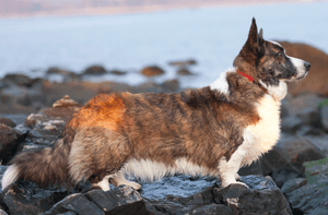 Cardigan Welsh Corgi, Profile.png