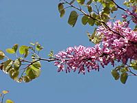 Cercis siliquastrum4.jpg