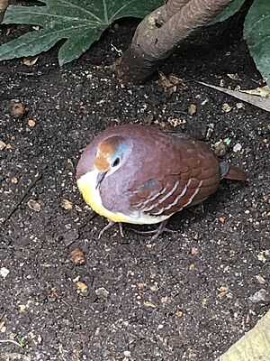 Cinnamon Ground Dove at Leipzig Zoo in Germany 2016