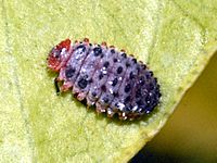 Coccinellidae - Rodolia cardinalis