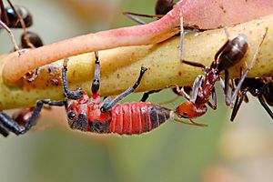 Common jassid nymph and ant02