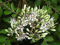 Curry Tree flower