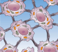 Desmosome Cell Junction