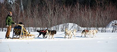 Dog sled quebec 2010