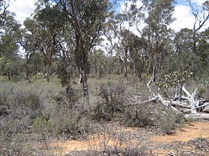 Dryandra Woodland 023