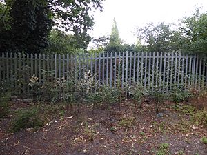 Eaton Chalk Pit fence.jpg