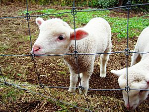 English Leicester Lambs