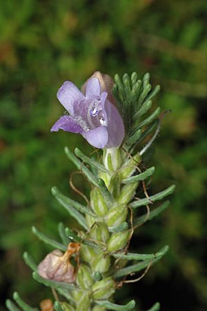 Eremophila caerulea.jpg