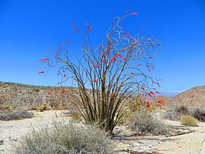 Fouquieria splendens-02