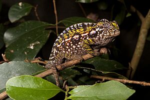 Furcifer lateralis (15720845659).jpg