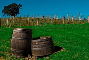 Goldwater vineyard