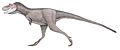 Gorgosaurus libratus (TMP 91.36.500)