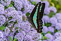 Graphium sarpedon in Japan