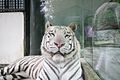 Head of Panthera tigris in Liberec ZOO in Liberec, Liberec District